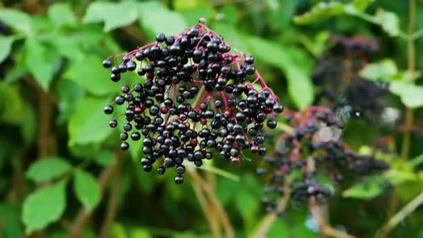 Elderberry Gałąź Homeopatyczny Czarny Jagoda Kołysze Się Wietrze — Wideo stockowe