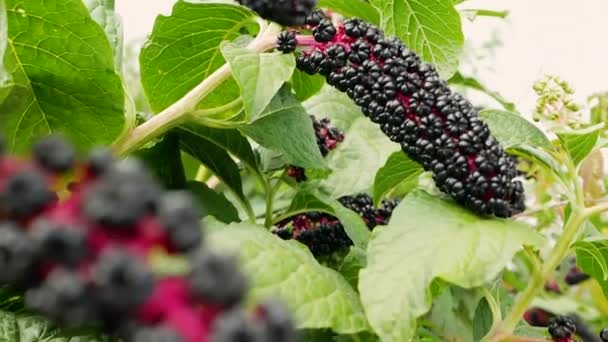 Φυτό Λάκωνος Φυτολάκα Στον Κήπο Ώριμο Μαύρο Μούρο — Αρχείο Βίντεο
