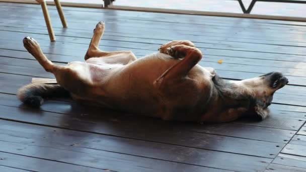 Веселий Собака Грає Лежачи Спині Веселий Вуличний Собака Перевернутий Лежачому — стокове відео