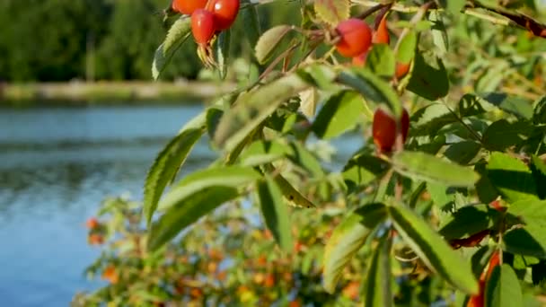 Ripe Wild Rose Tree Branch Background River Red Berry — Stock Video
