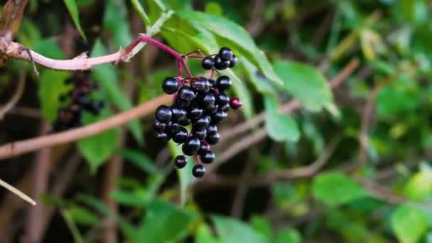 Branch Met Vlierbessen Homeopathische Zwarte Bessen Zwaait Wind Genezende Bes — Stockvideo