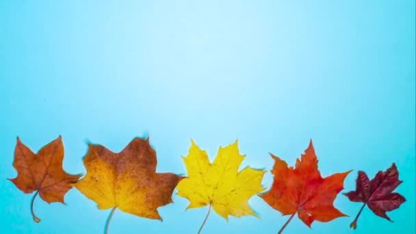 動画の秋のアニメーションを停止する上のビューのコピースペースで多色の葉 青の背景にテキストメープルの葉の背景 — ストック動画
