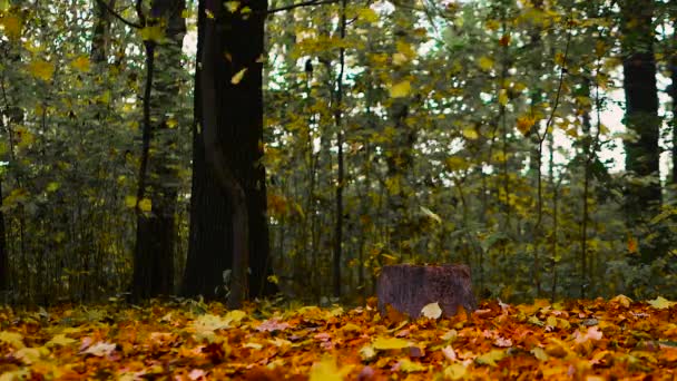 落ち葉 森の自然背景 黄金の秋と信じられないほど美しい秋の背景 — ストック動画