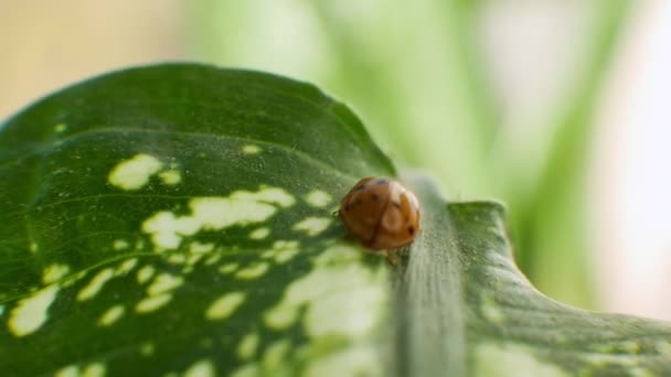 Coccinella Petalo Primo Piano Coccinella Decolla — Video Stock