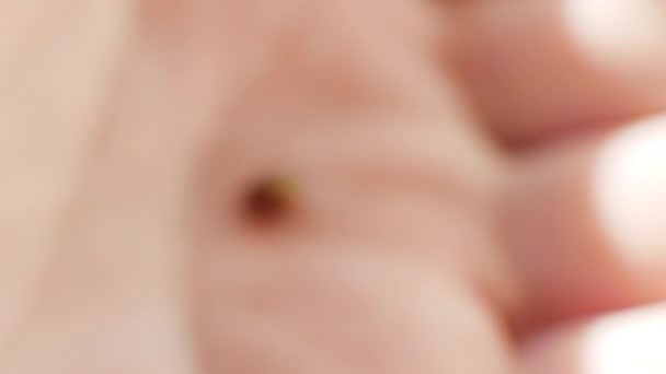 Bir Insanın Avucundaki Uğur Böceği — Stok video