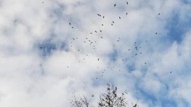 Kargalar gökyüzünde daireler çiziyor. Mavi gökyüzünde bulutlu siyah bir kuş sürüsü.