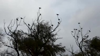 Bir ağacın dallarında kuzgunlar, kuşların olduğu kasvetli bir arka plan, ağaçta bir sürü siyah kuş..
