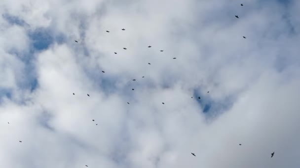 Una Bandada Pájaros Cielo Cuervos Negros Dando Vueltas Cielo — Vídeos de Stock