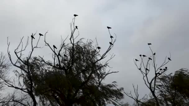 Κοράκια Στα Κλαδιά Ενός Δέντρου Ένα Ζοφερό Φόντο Πουλιά Ένα — Αρχείο Βίντεο