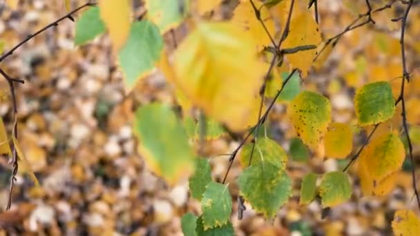 Focus Morbido Fogliame Giallo Autunno Ramo Albero Foglie Betulla — Video Stock