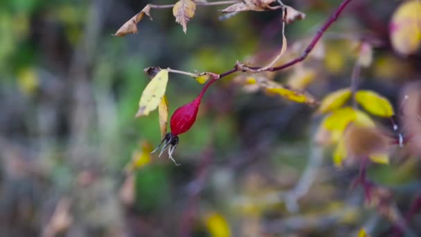 Soft Focus Ripe Rose Hips Bush Branch Swaying Wind Red — Stock Video