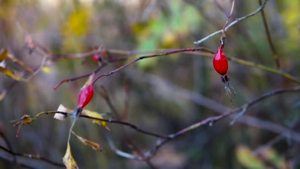 Gros Plan Cuisse Rose Mûre Sur Une Branche Buisson Baies — Video