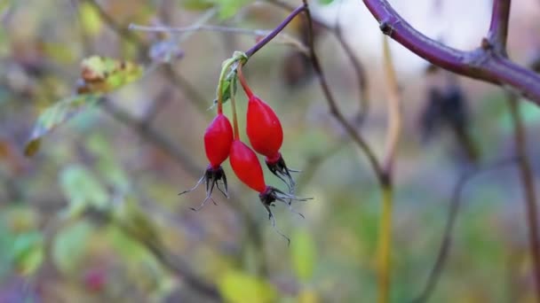 Ripe Wild Rose Tree Branch Red Berry — Stock Video