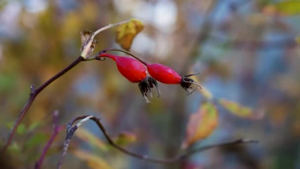 Çalı Dalında Olgun Gül Kalçaları Ağaçta Kırmızı Ilaç Meyvesi — Stok video