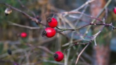 Kozalaklı bir ağacın dalında kırmızı böğürtlen. Çam ağacını yakından çek..