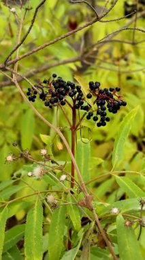 Dikey video ormanı böğürtlen, olgunlaşmış elderberry çalısı rüzgarda sallanıyor. Homeopatide tıbbi böğürtlen.