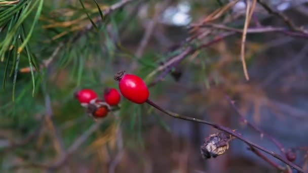 Soft Focus Red Berry Coniferous Tree Branch Pine Berry — Stock Video