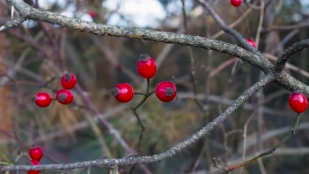 红浆果在针叶树的枝子上 — 图库视频影像