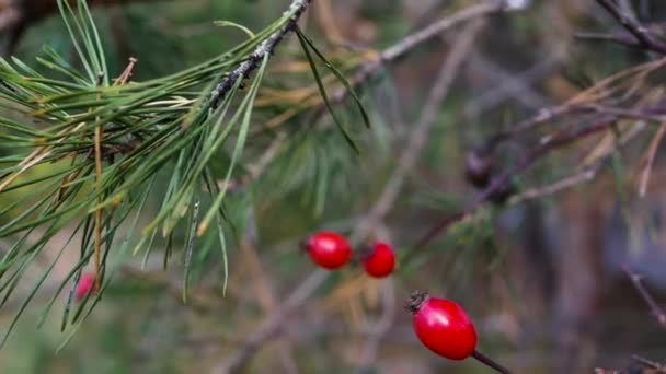Pine Forest Berry Red Červené Bobule Větvi Jehličnanu — Stock video