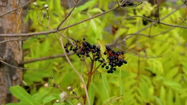 黑色的森林浆果 成熟的接骨木灌木在风中飘扬 顺势疗法中的药用浆果 — 图库视频影像