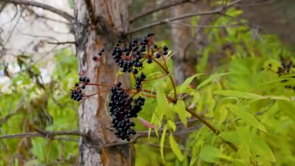 Baie Forêt Noire Sureau Mûr Balancent Dans Vent Baies Médicinales — Video