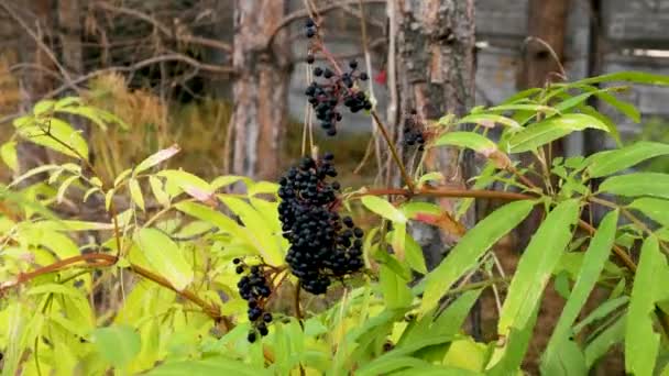 森の黒いベリーのぶら下がり枝 風に揺れる熟した高齢者のベリーブッシュ ホメオパシーにおける薬用ベリー — ストック動画