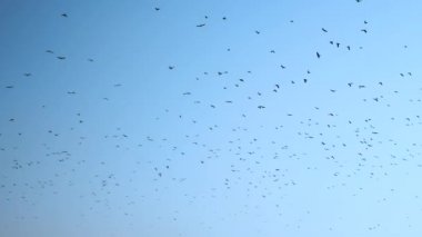 Gökyüzünde büyük bir kara kuş sürüsü, gökyüzünde daireler çizen kargalar. Göçmen kuşlar.