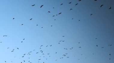 Gökyüzünde büyük bir kara kuş sürüsü, gökyüzünde daireler çizen kargalar..