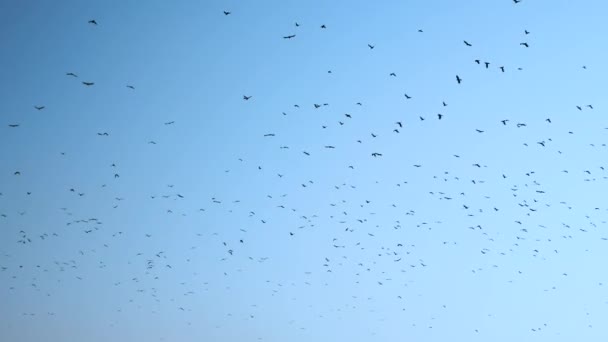 Enorme Rebanho Pássaros Negros Céu Corvos Circulando Céu Aves Migratórias — Vídeo de Stock