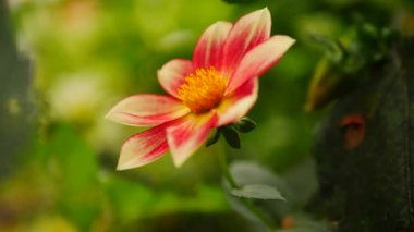 Bokeh arka planında kırmızı taç yaprakları olan güzel bir dağ çiçeğinin yumuşak odağı.