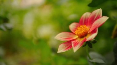 Yumuşak odaklı arka planda kırmızı yaprakları olan güzel bir çiçek..