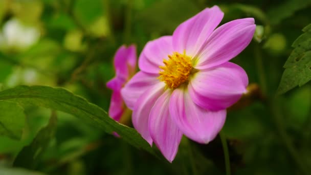 Schöne Rosa Blume Aus Nächster Nähe Auf Bokeh Hintergrund — Stockvideo
