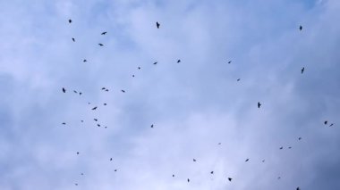 Bulutlu gökyüzünde daireler çizen yumuşak odaklı kargalar