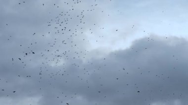 Gökyüzünde bir sürü kara kuş var. Kargalar bulutlu gökyüzünde daireler çiziyor.