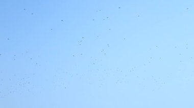 Mavi gökyüzünde bir kuş sürüsü, mavi gökyüzünde daireler çizen kargalar.