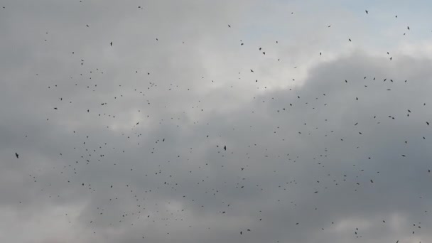 Gökyüzünde Bir Kara Kuş Sürüsü Kargalar Bulutlu Gökyüzünde Daireler Çiziyor — Stok video