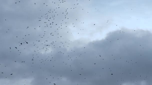 Muitos Pássaros Negros Céu Corvos Estão Circulando Céu Nublado — Vídeo de Stock
