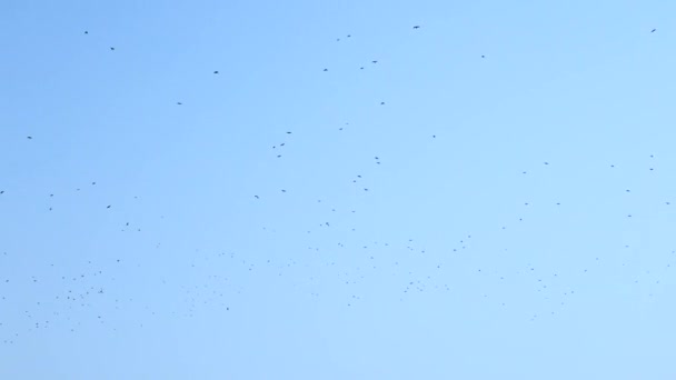 Flock Birds Blue Sky Crows Circling Blue Sky — Stock Video