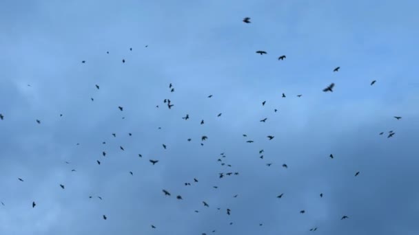Soft Focus Many Black Birds Sky Crows Circling Cloudy Sky — Stock Video
