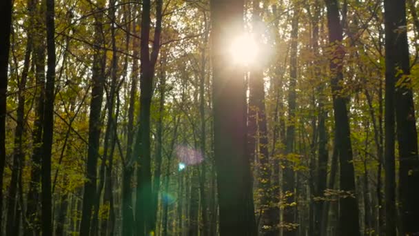 Солнечный Свет Осеннем Лесу Сквозь Листву Густой Красивый Лес — стоковое видео
