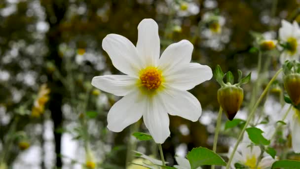庭の春の花は風に揺れる 白い花弁を持つ花はボケの背景 — ストック動画
