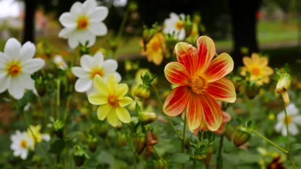 Bahçedeki Bir Bahar Çiçeği Rüzgarda Sallanır Kırmızı Yapraklı Bir Çiçek — Stok video