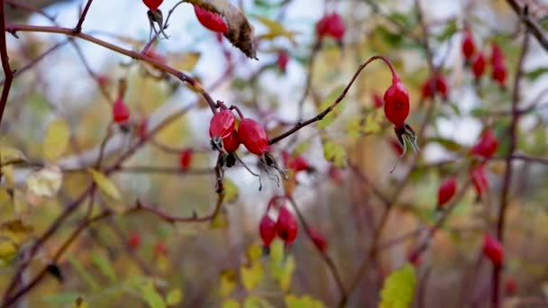 Zeitlupe Herbstbeere Wiegt Sich Wind Reife Rote Beeren Von Wildrose — Stockvideo
