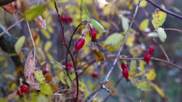 Baga Outono Oscila Vento Bagas Vermelhas Maduras Rosa Selvagem Ramo — Vídeo de Stock