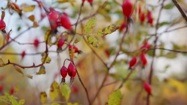秋天的浆果在风中飘扬 野玫瑰在树枝上成熟的红色浆果 — 图库视频影像