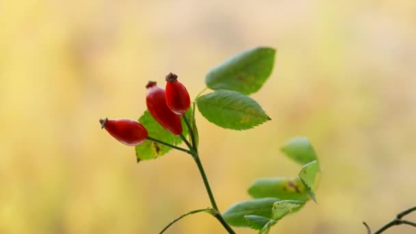 Rosehip Berries Tree Branch Forest Berry Used Homeopathy — Stock Video