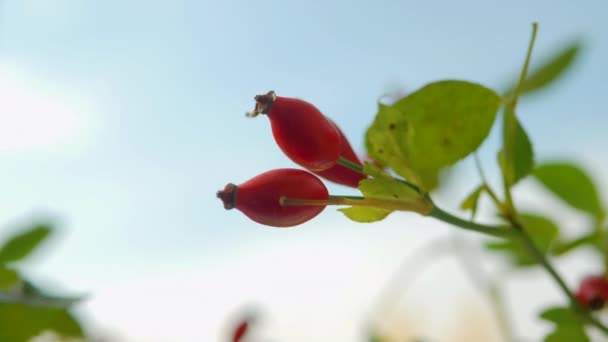 Bagas Vermelhas Maduras Rosa Selvagem Ramo Árvore Contexto Céu Verão — Vídeo de Stock