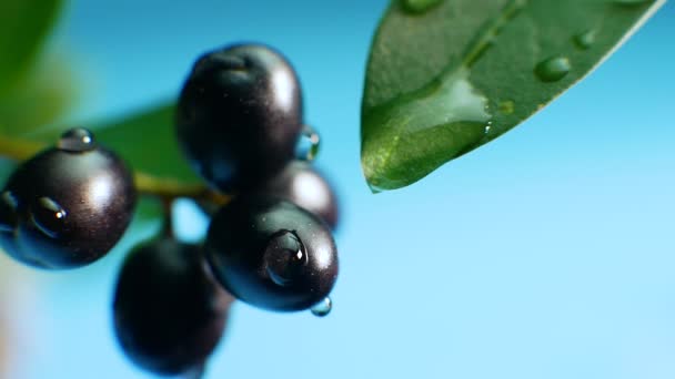 Wassertropfen Fallen Auf Eine Schwarze Beere Großaufnahme Auf Blauem Hintergrund — Stockvideo