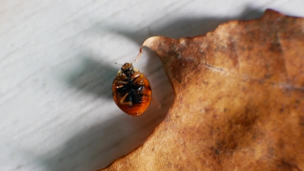 视频的焦点是可变的 瓢虫躺在木板上的壳上 移动爪子 — 图库视频影像