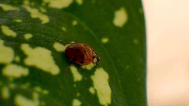 绿叶上的昆虫瓢虫在爬行 不同的重点 — 图库视频影像
